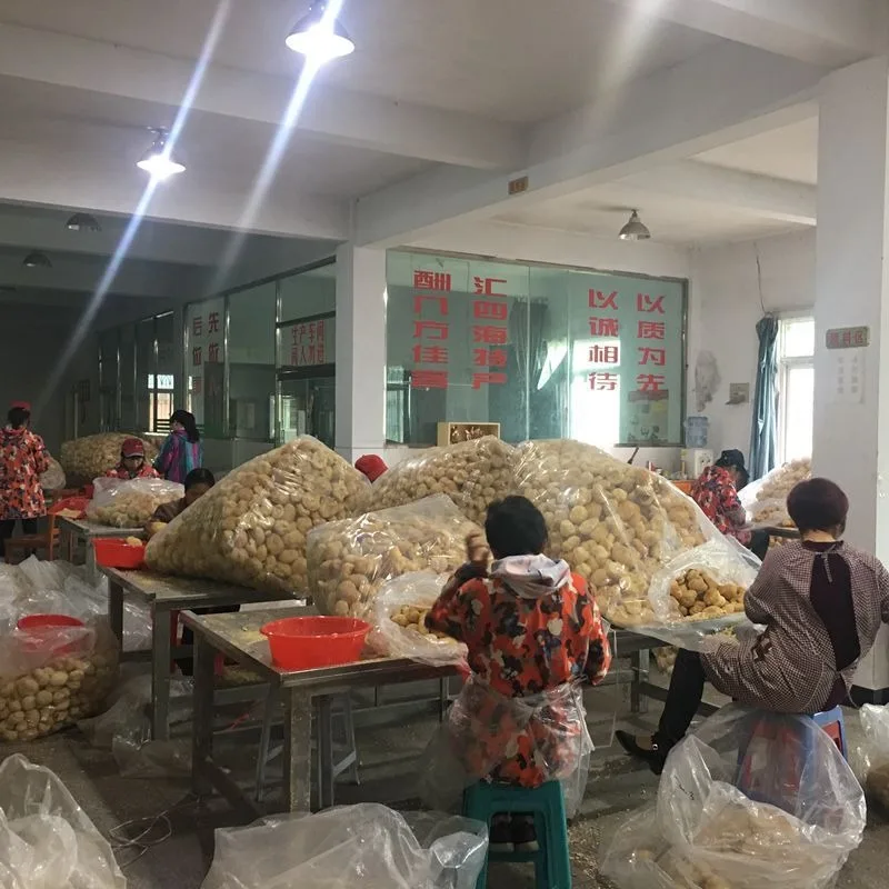 Wholesale lion mane mushroom High Quality Hedgehog Fungus Certified organic Hericium Erinaceus Mushrooms for lions mane capsules