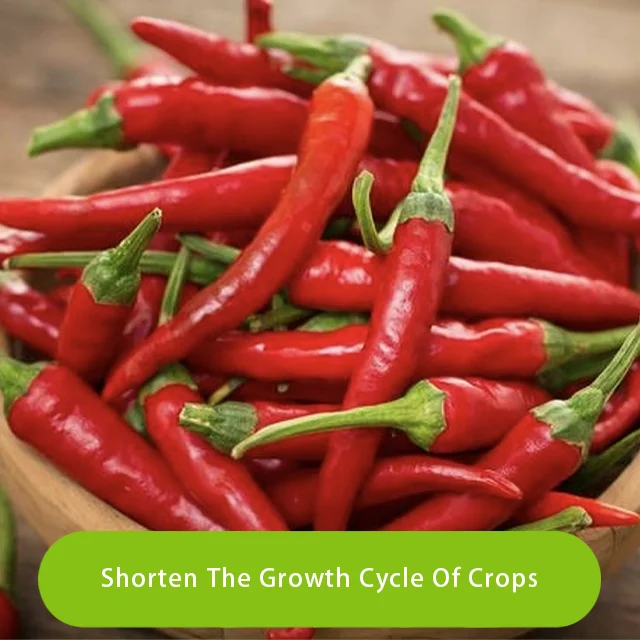 Red MOP Muriate of Potash 60% K2O 0-0-60 Granular Potassium Chloride Fertilizer CAS 7447-40-7 for Agriculture