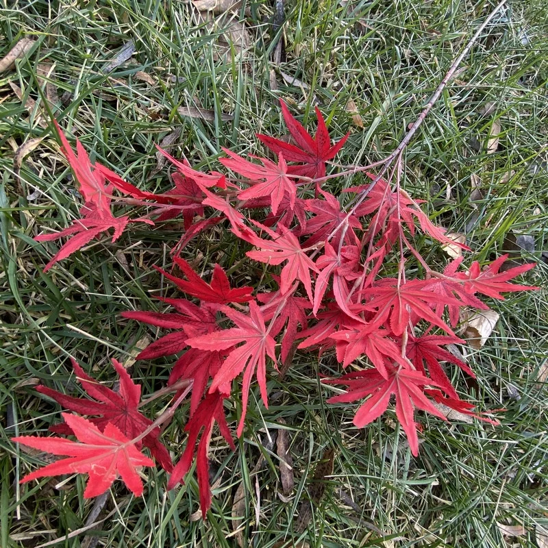 Maple leaf Hot selling cheap Outdoor decorative maple leaf 85cm artificial maple leaf Realistic weeding shooting props