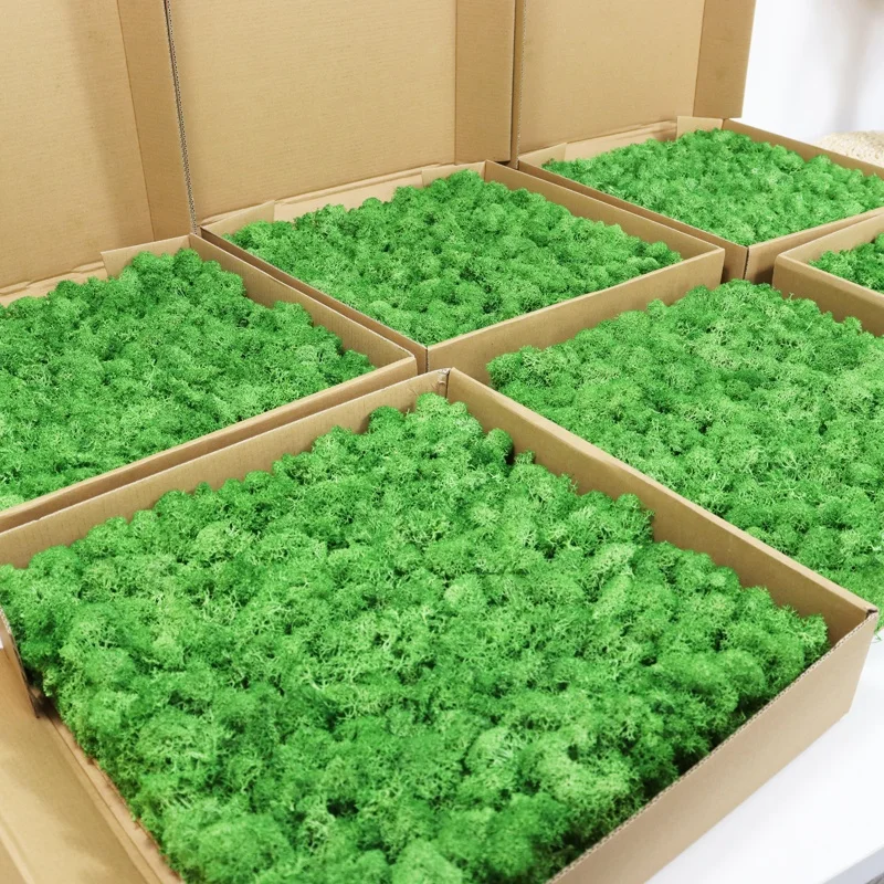 wholesale preserved flowers and plants natural real moss wall art green stabilized reindeer preserved moss wall for decor