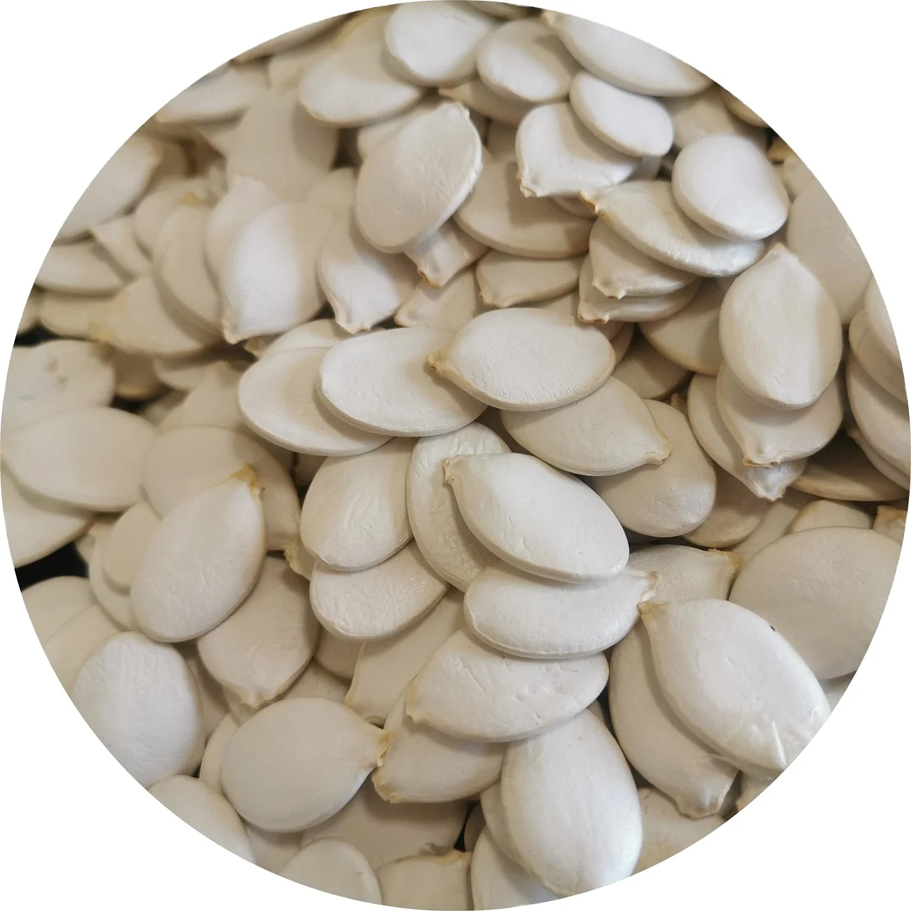 newest crop factory wholesale snow white pumpkin seeds 9cm 11cm 13cm 15cm