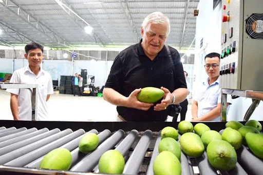 
Best Seller With Wholesale Good Prices High Quality Keo Mango Specializes From Vietnam Summer 2021 