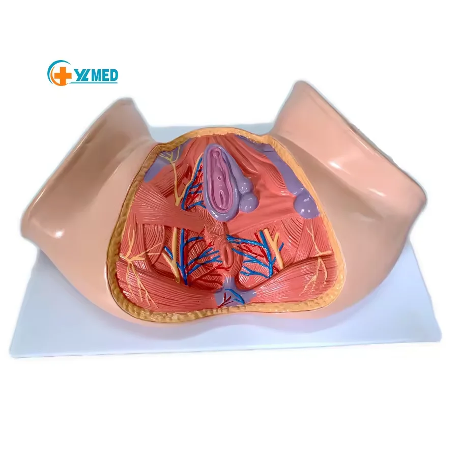 Стандартная медицинская обучающая модель, Гинекологическая репродуктивная система, женская модель анатомии перинала с 20 частями