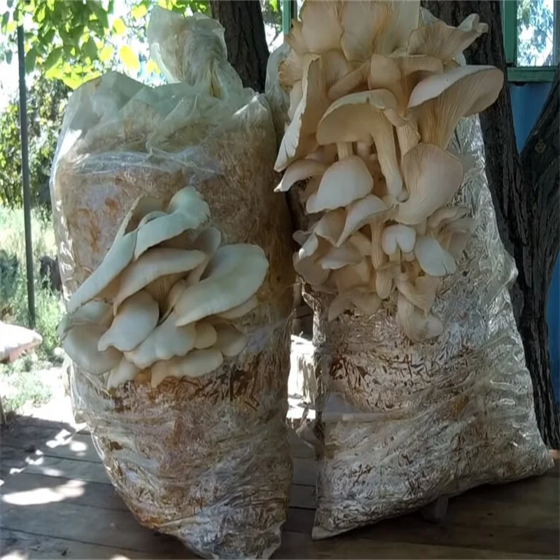 Plastic Bags Mushroom Cultivation High Temperature Resistance Mushroom Grow Bags With Filter