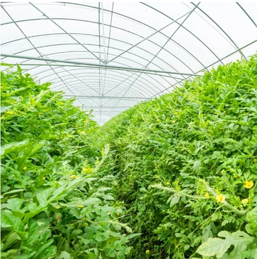 200mic UV resistant agricultural plastic products Sheeting plastics agriculture greenhouse products tunnel greenhouse for sale