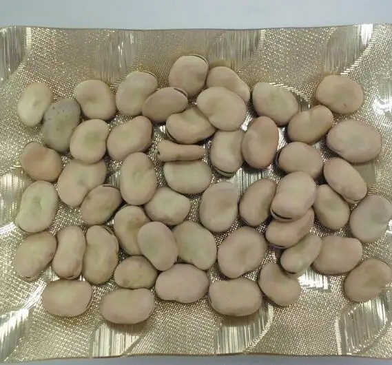 new crop2021 dry Broad / Fave Beans