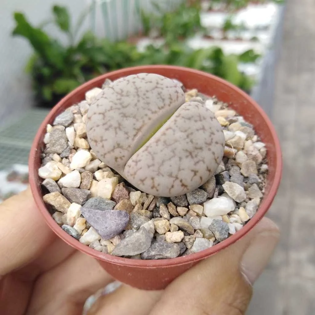 Дешевый оптом натуральный живой камень Lithops псевдоvolkii суккулентные растения