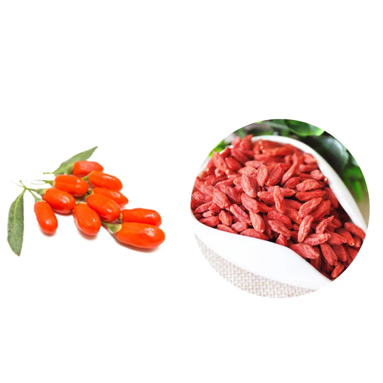 2021 USDA Organic Lycium Plus Chinese Dried Fruits Wolf Berry Organic Goji Berries
