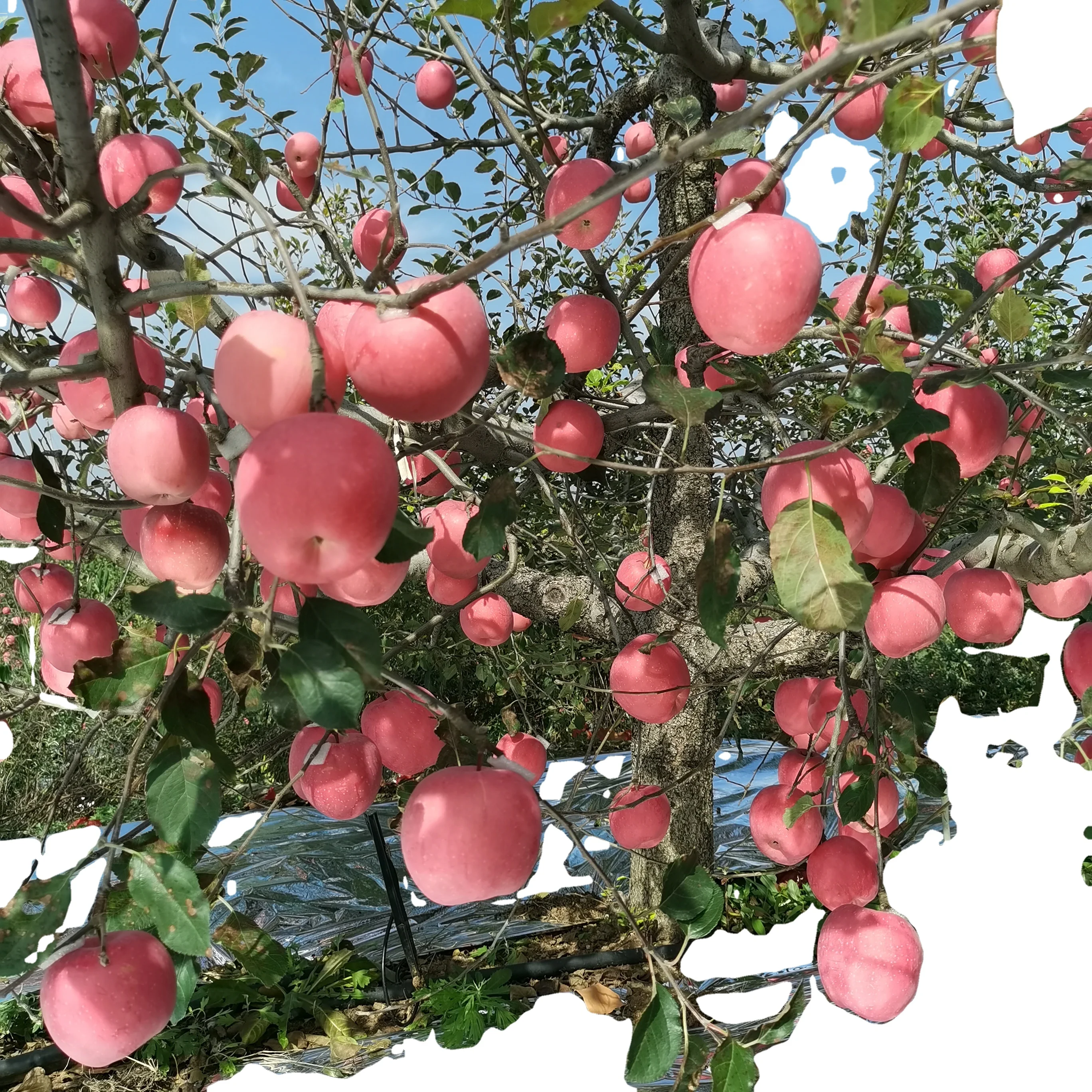 Далянь цзигуань яблоко