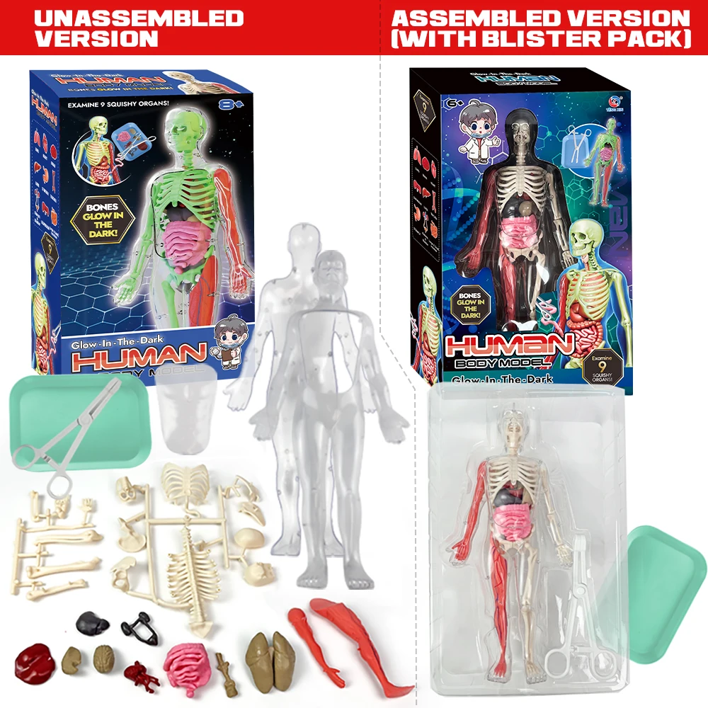 New School Biological Teaching Aids Glow in the Dark 3D Human Body Anatomy Toy for Kids