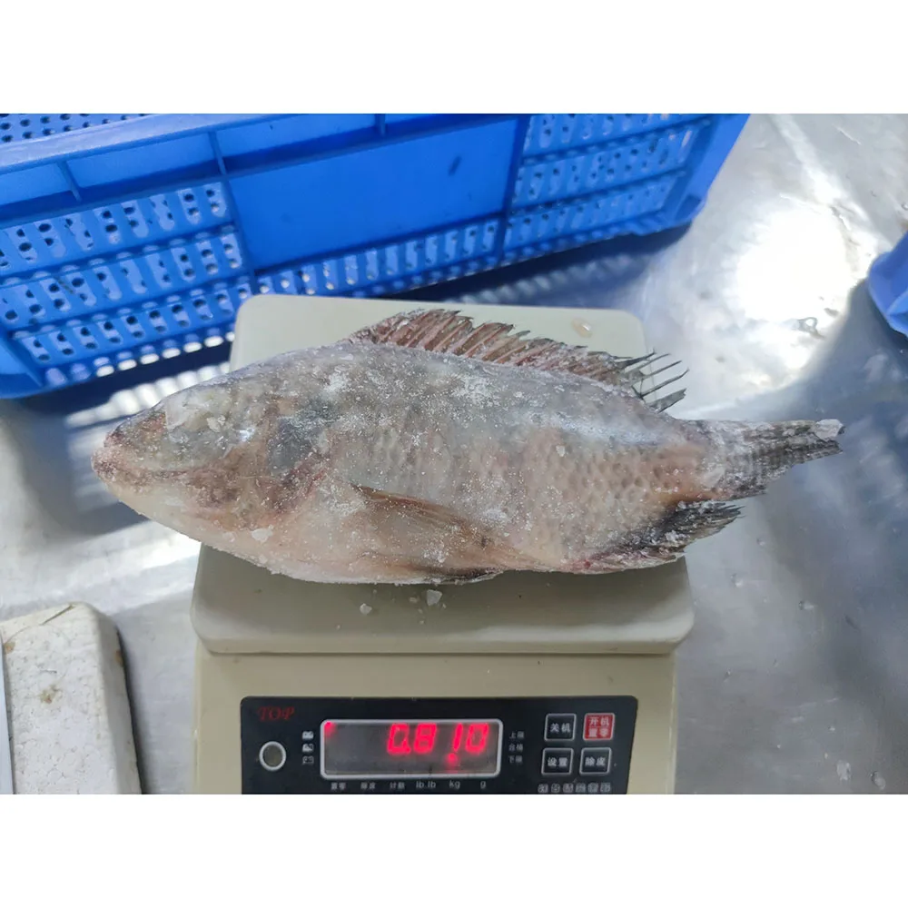 Low price all size frozen tilapia price sell whole tilapia fish frozen fish tilapia