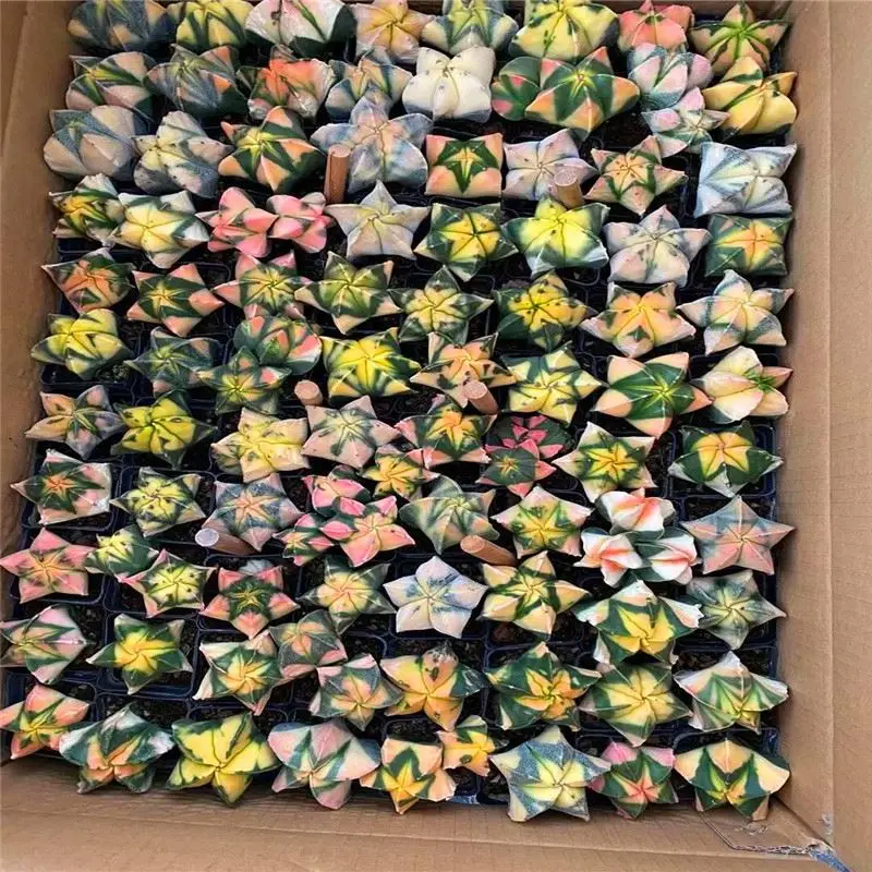 
Phoenix jade brocade 88 mixed, cheap and beautiful cactus 