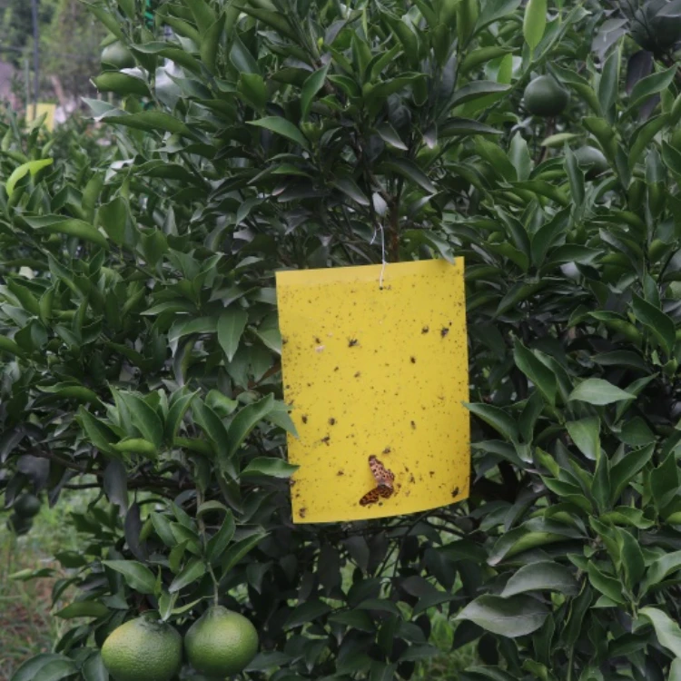 New-Trend 25 cm*30 cm PP Material Fruit Fly Trap Kill Insect by Sticky Insect Trap