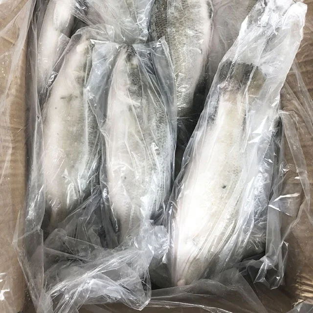 Fresh Frozen China Seabass Fish Whole sale 400-600g