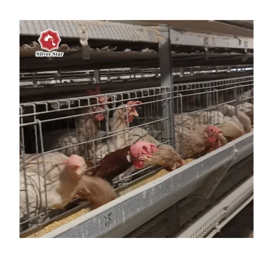 Chicken Nipple Drinkers For Sale