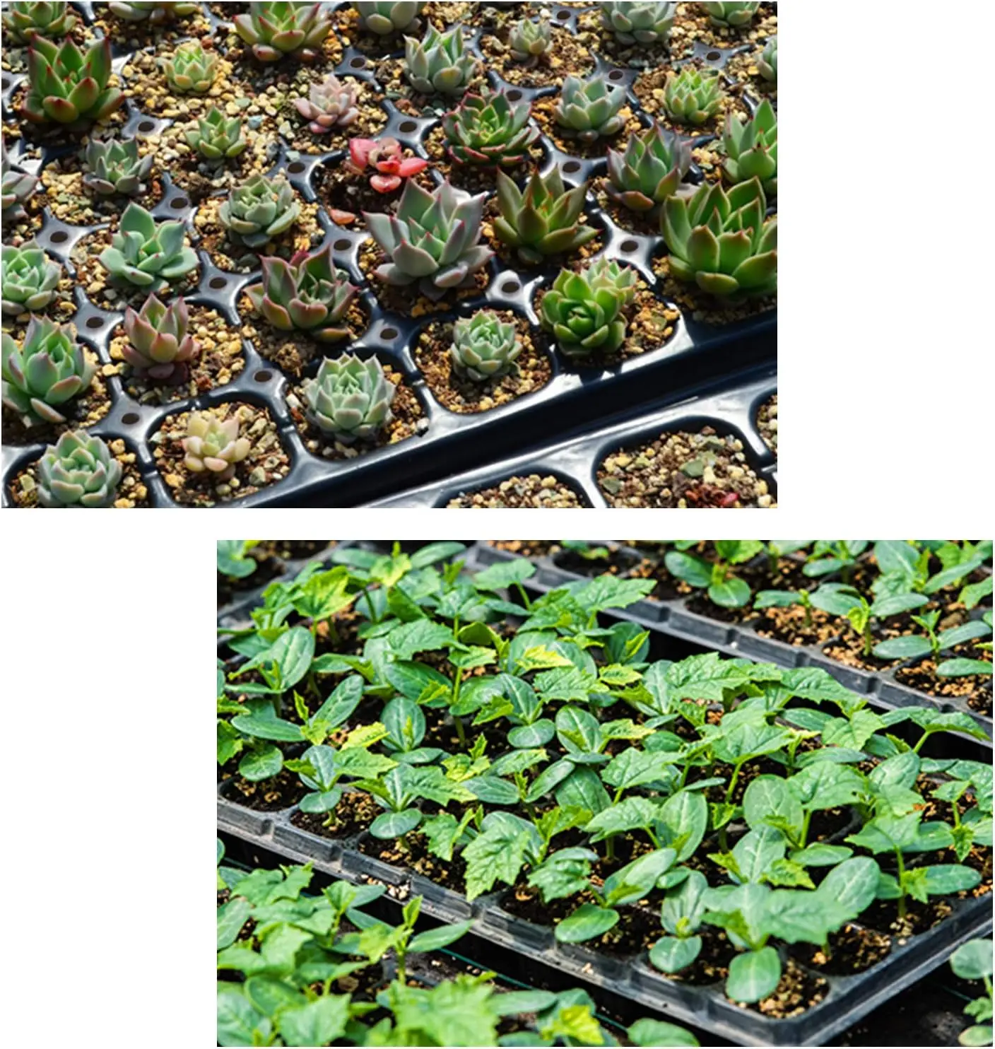 10 Pack Thickened 72 Cells Seedling Trays- BPA Free Plastic Gardening Germination Trays