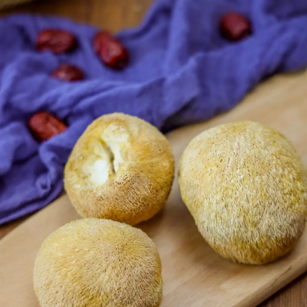 AD mushroom lions mane High quality deep mountain nourishing large lions mane mushroom Hericium erinaceus