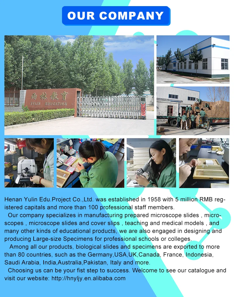 Medical Science Multifunctional Models for Ear Examination and Treatment Procedures Human Care