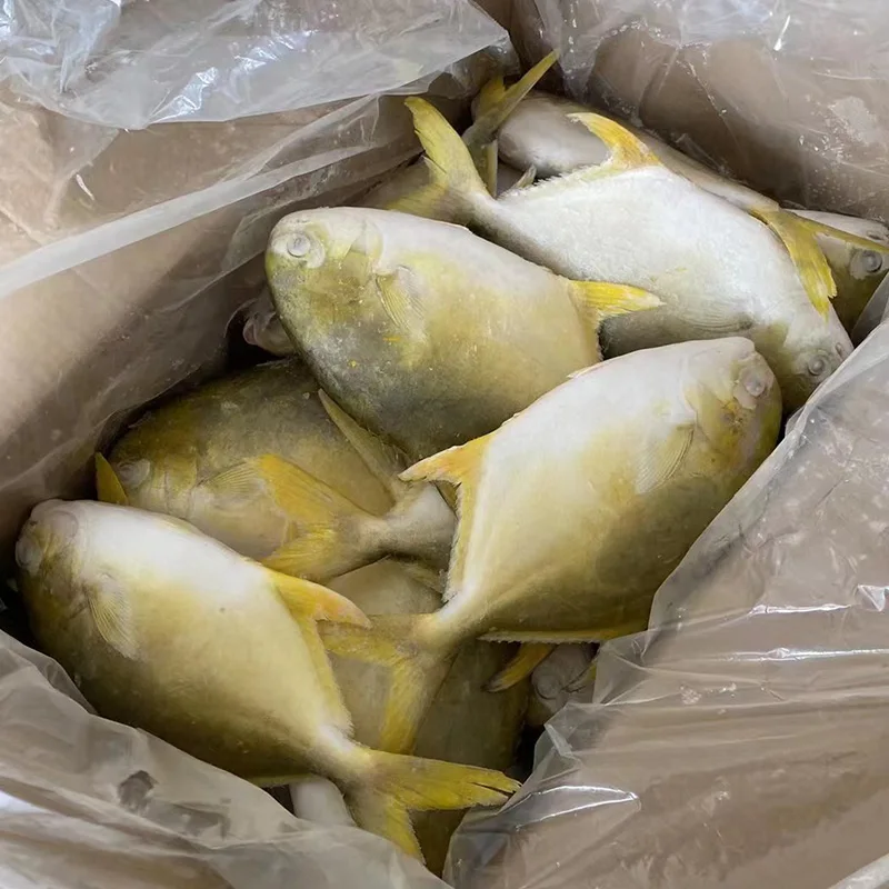 trachinotus auratus/frozen Whole round WR golden pompano/Frozen golden pomfret fish