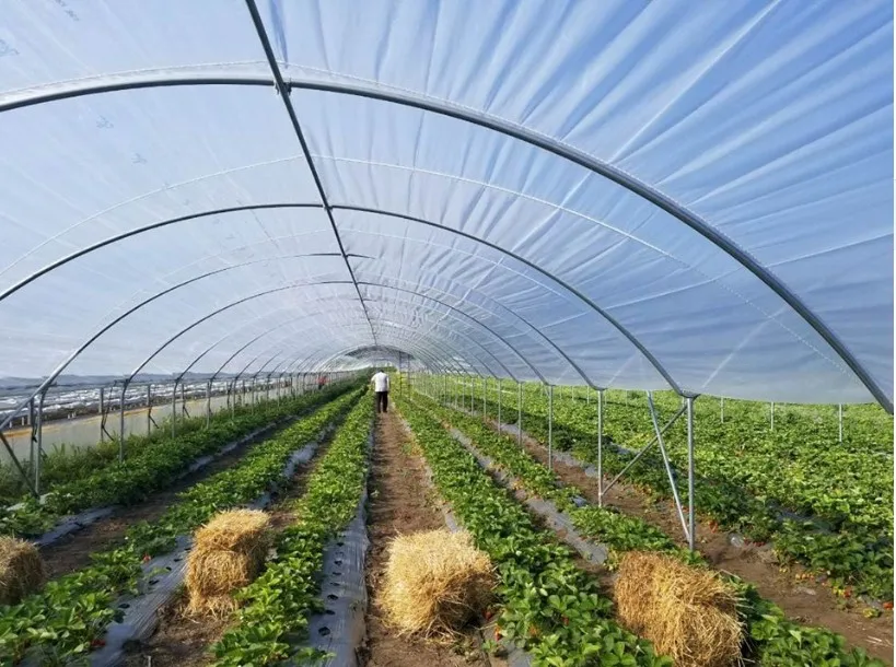 
Good Quality And Easily Installed Agricultural/Commercial Green House Greenhouse 