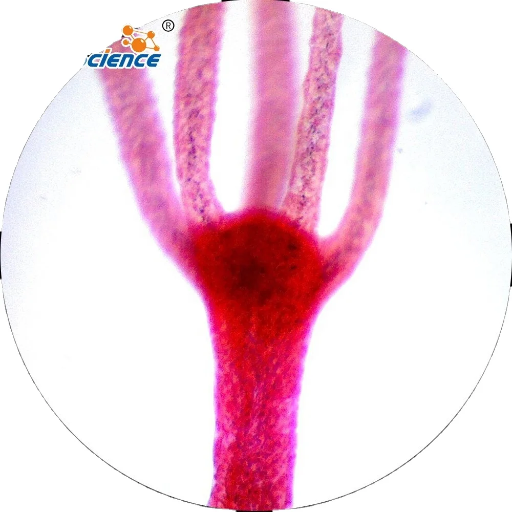 Supplying Hydra Bud Microscope Accessories Prepared Microscope Educational Slides