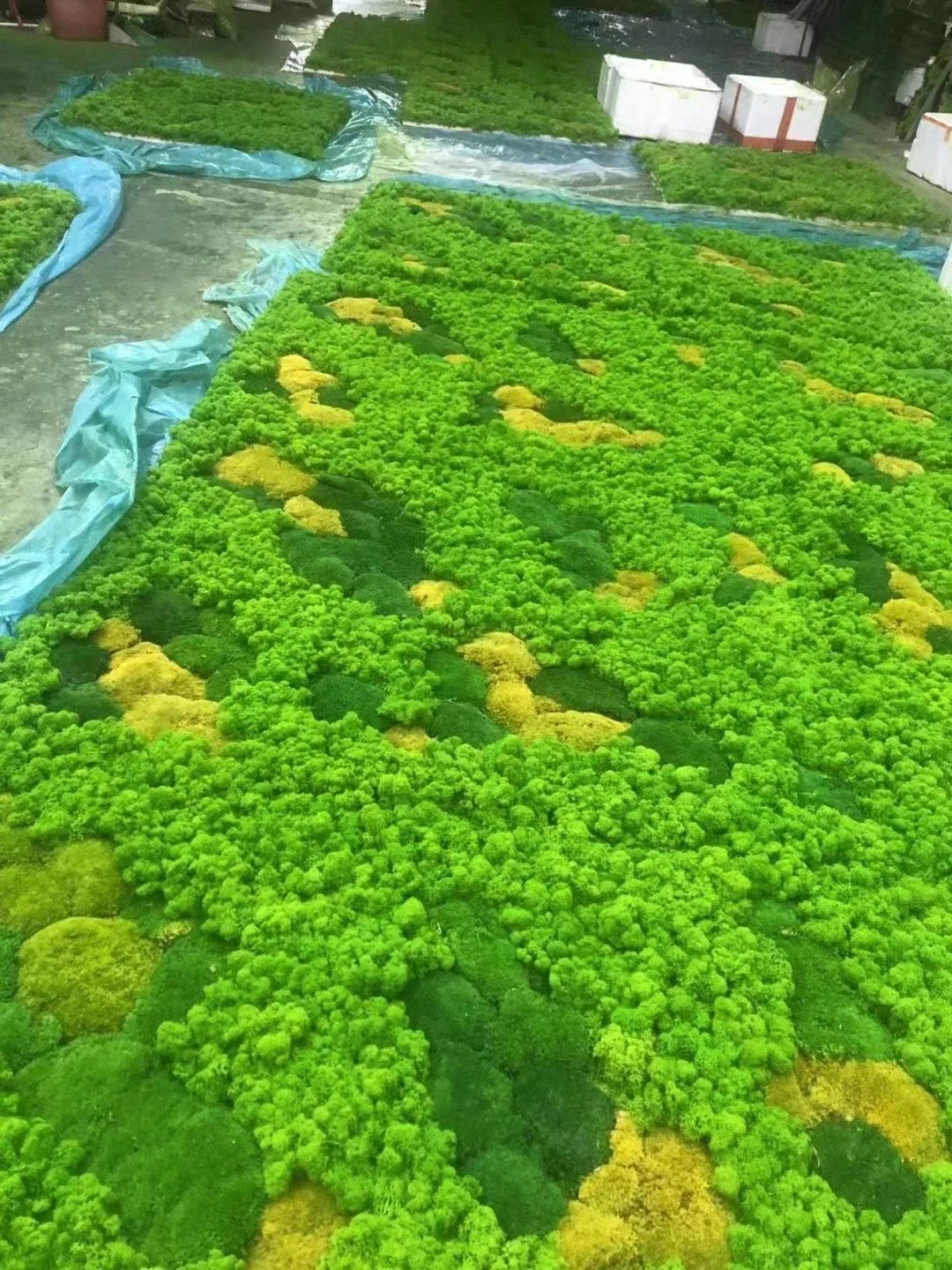 Green preserved moss wall Custom vertical garden hedge fence wall artificial green plant wall