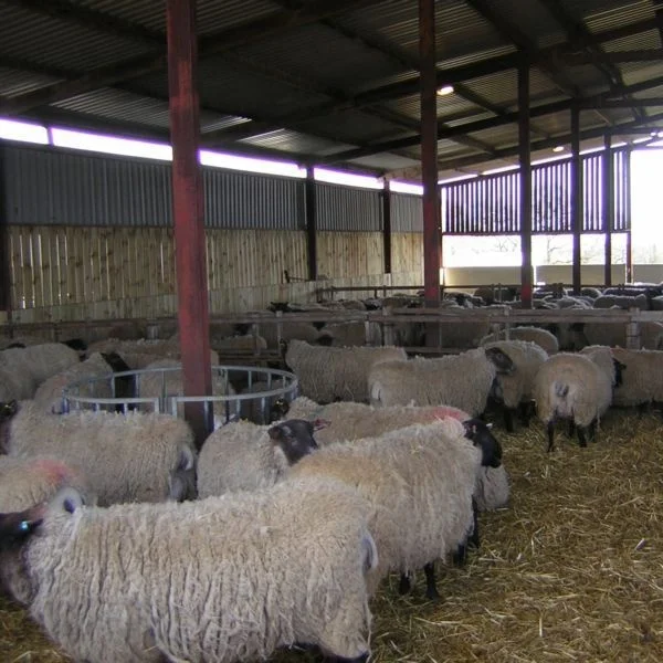 Сельскохозяйственная овечья ферма