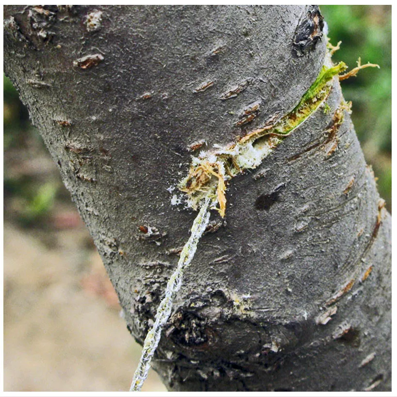 Wholesale Deluxe Combat Wire Saw with flame retardant ring Wire Saw