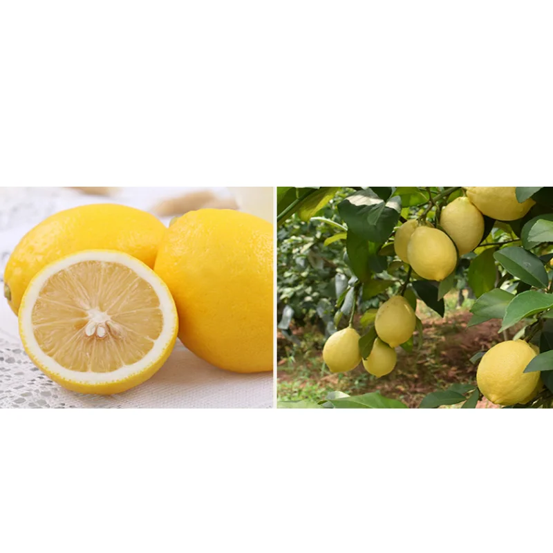 Свежие цитрусовые лимоны для продажи