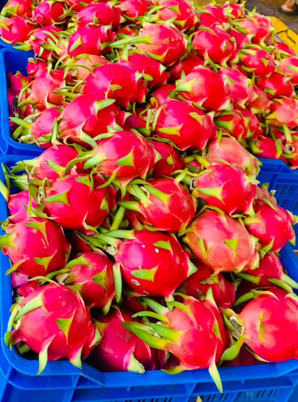  Свежие фрукты Pitaya с красным драконом в коробке оптовая продажа экспорт высокое