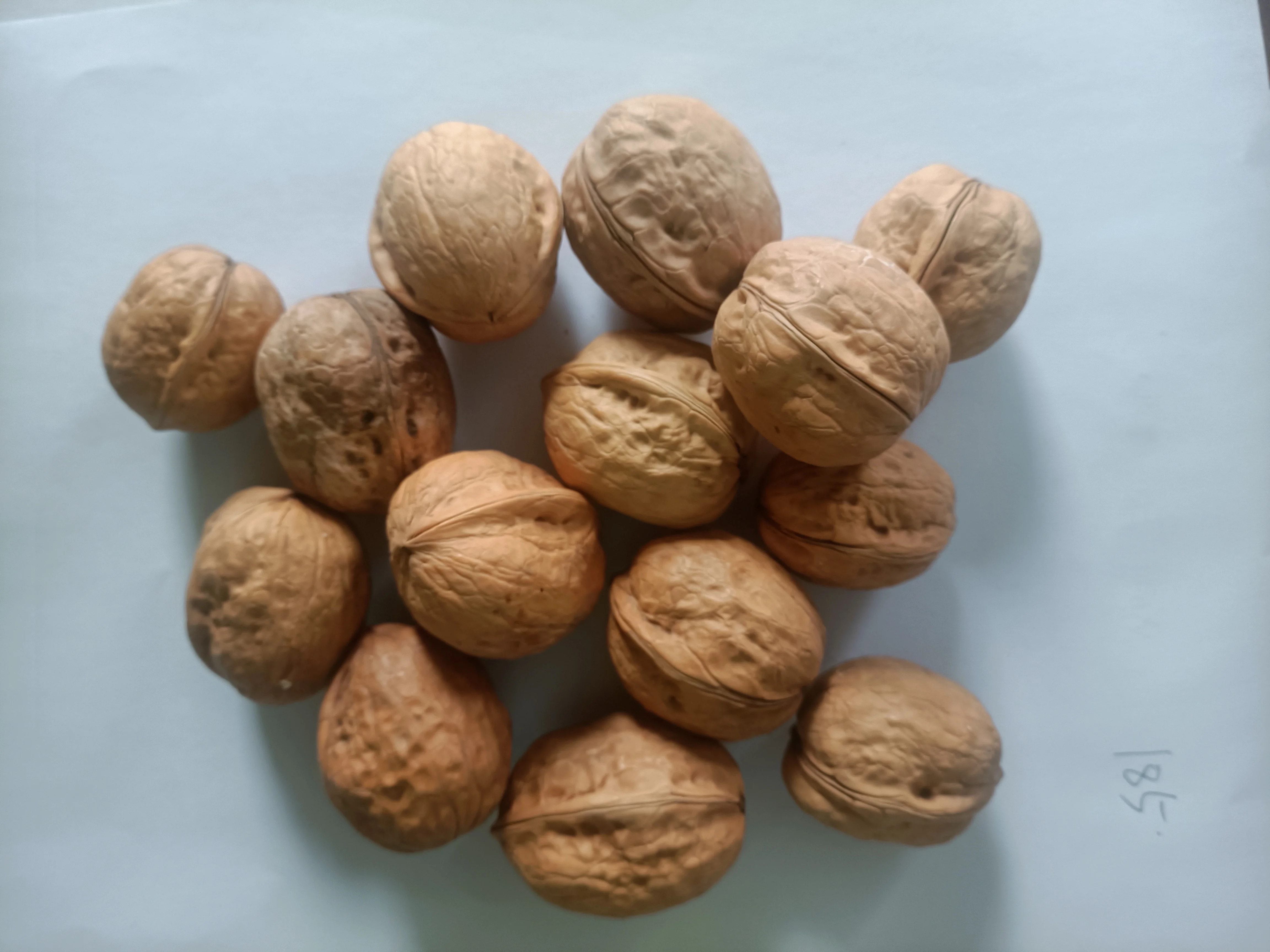 Hot Selling Chinese Xinjiang High Quality Washed  185 Shell Walnuts