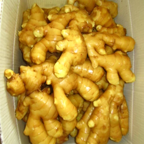 Ginger 2021, оптовая продажа, органический свежий имбирь для экспорта, сертификация HACCP, подходит для волос с сеткой и картонной упаковкой