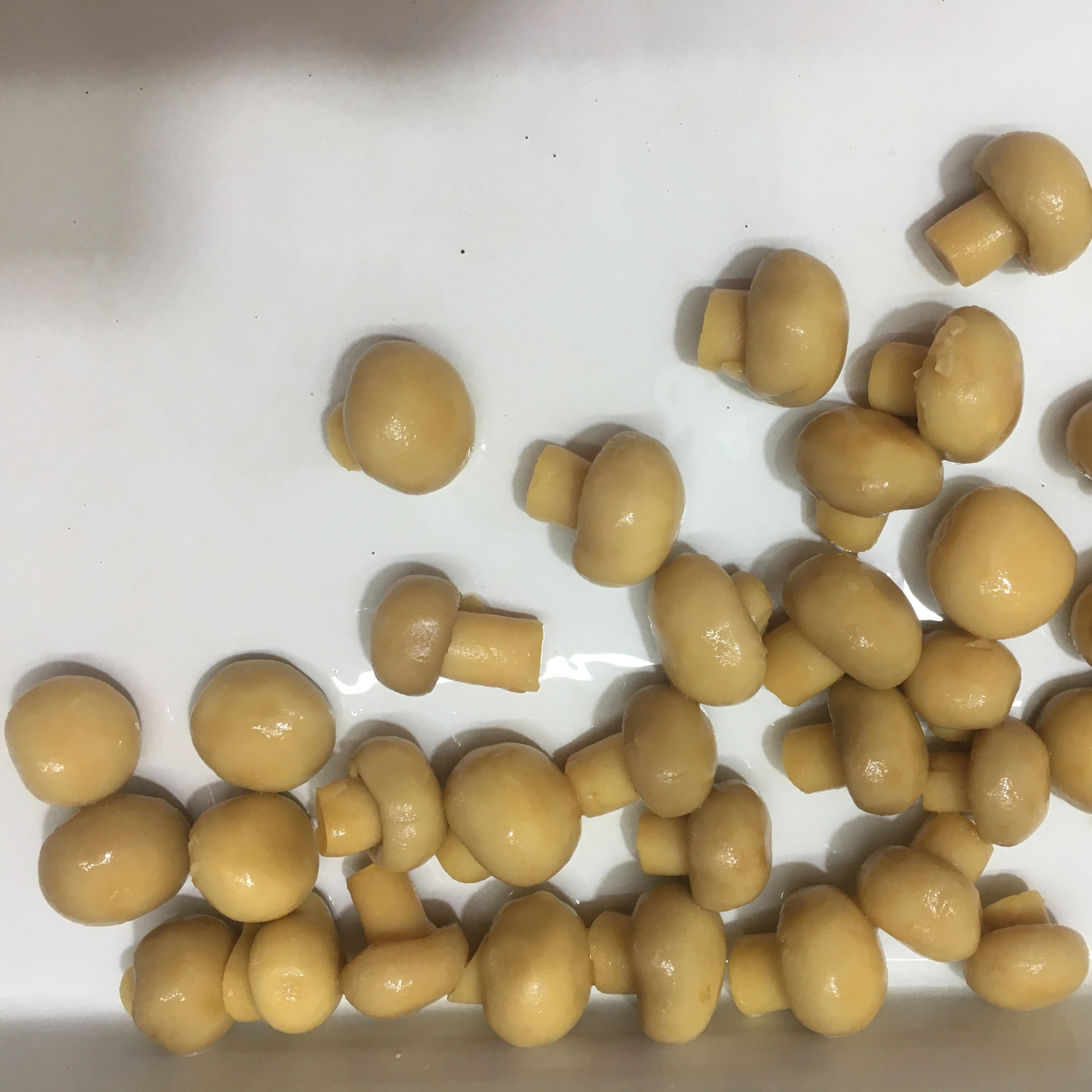 
A Grade Canned champignon mushroom whole in brine 425G 