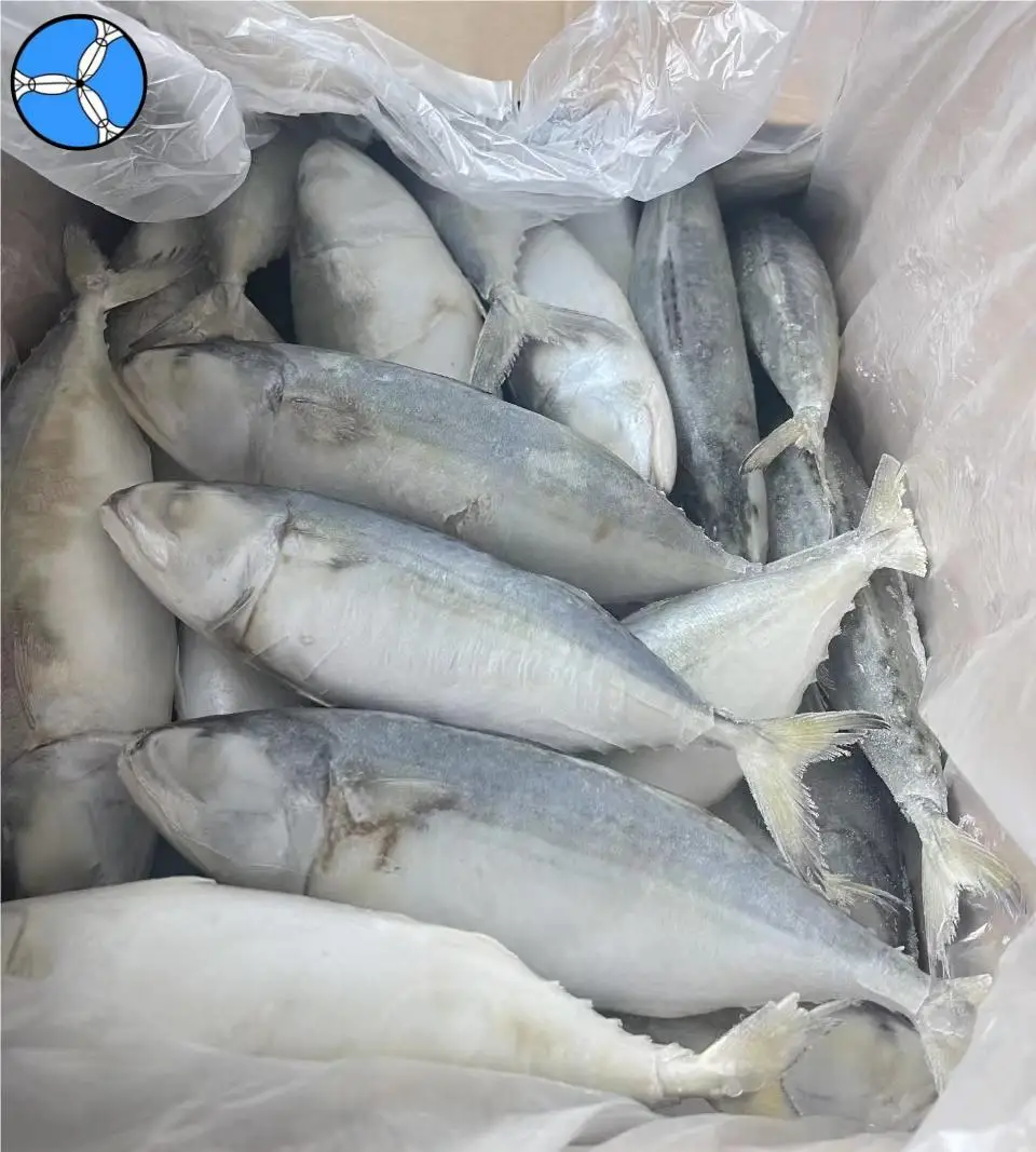Cheap Price High Level Indian Mackerel Seafood Supplier Price for Sale