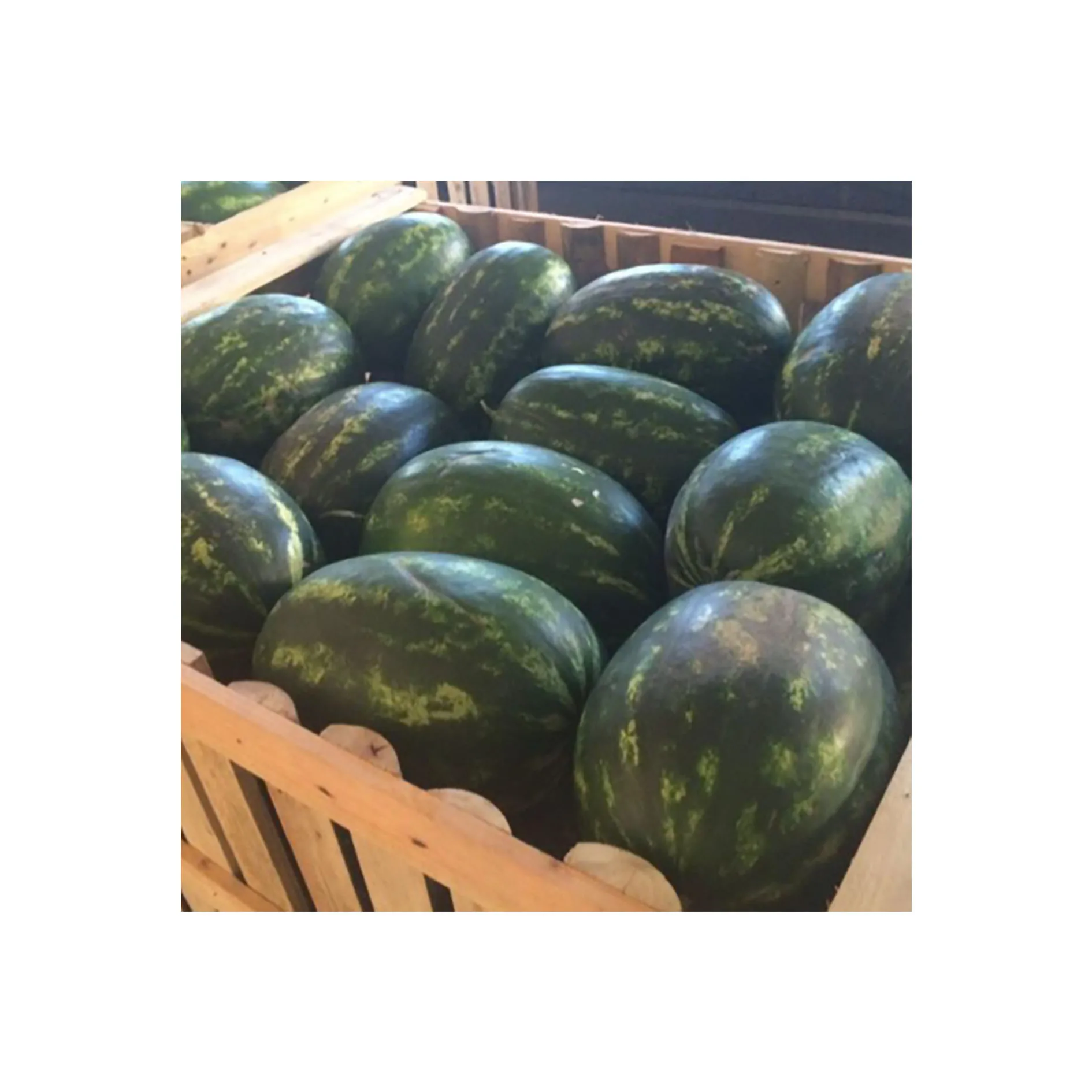 
High quality affordable price fresh melon fruit sweet watermelon 