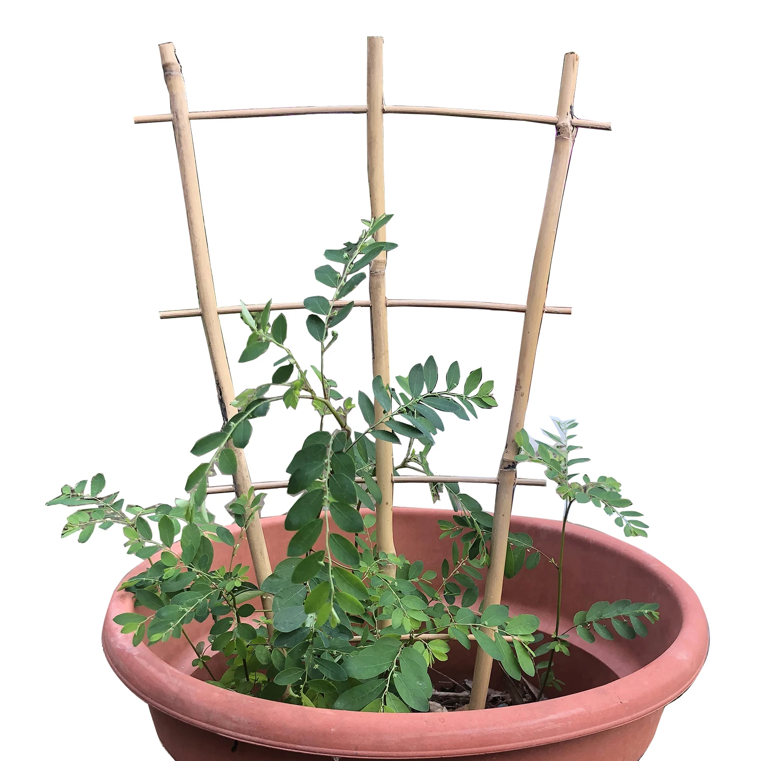 New Launched Eco-friendly Farm plants ladder bamboo rack