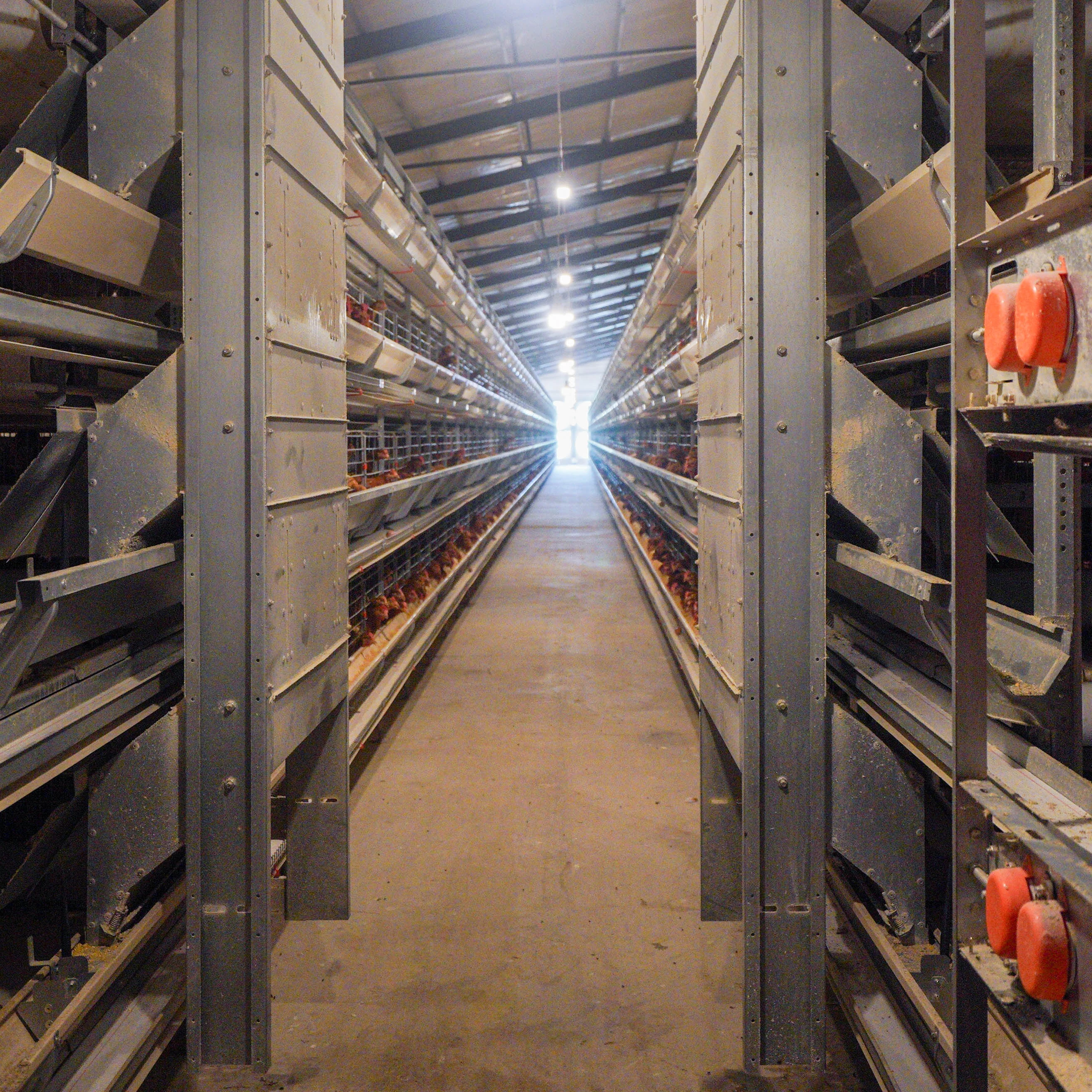 battery layer poultry chicken cage system for layer birds