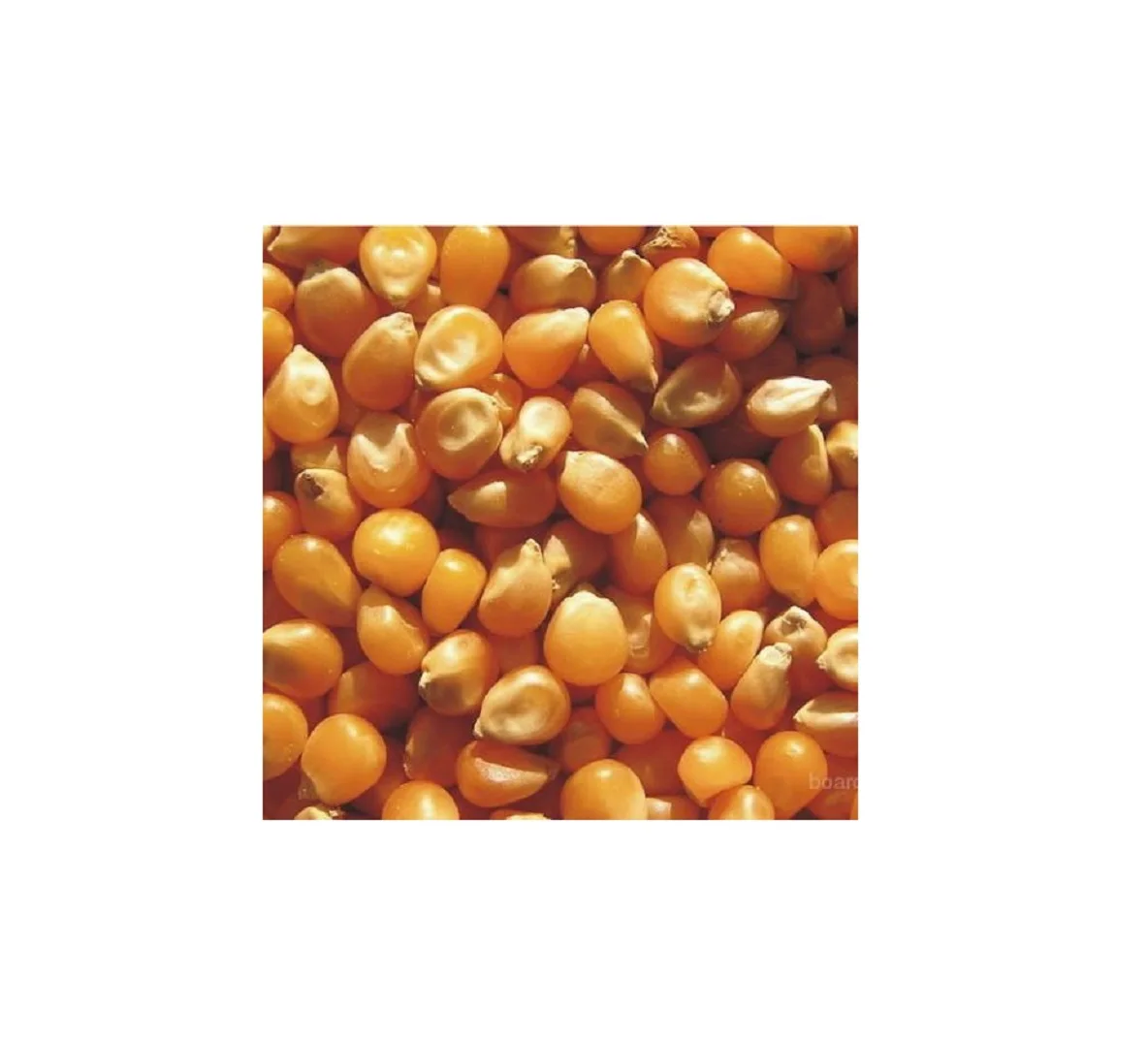 High Quality Hot Seller Ukraine Original maize yellow corn for sale