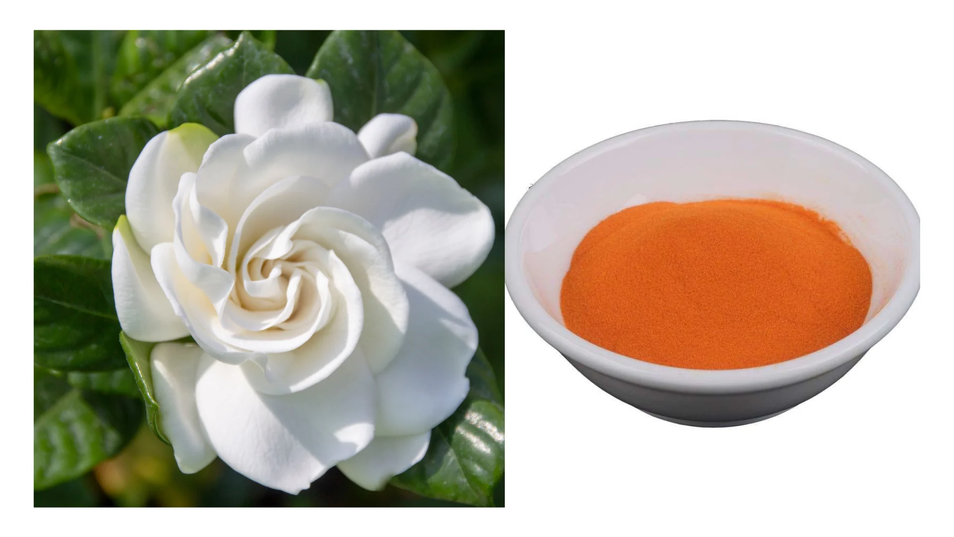 Gloryage Gardenia Paradis Natural Botanic Gp-Yellow Color Pigment Dark Spot Reduction Anti Aging Anti-PhotoagingSkinCare