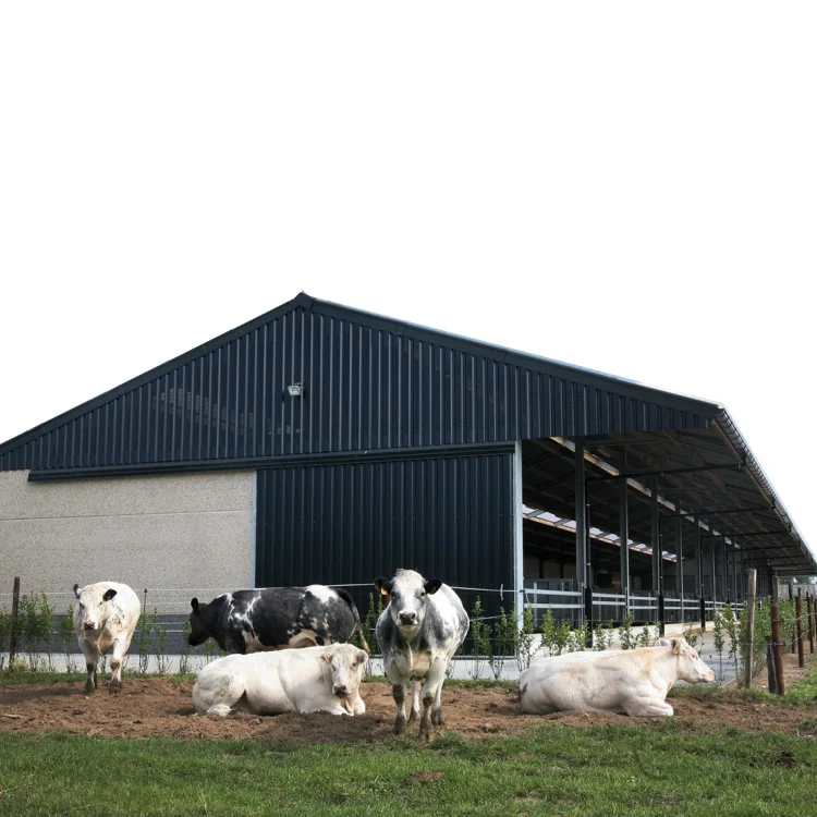 Low Cost Prefabricated Steel Structure Livestock Shelter Dairy Farm Shed for Live Cattle Cow and Goat Shed