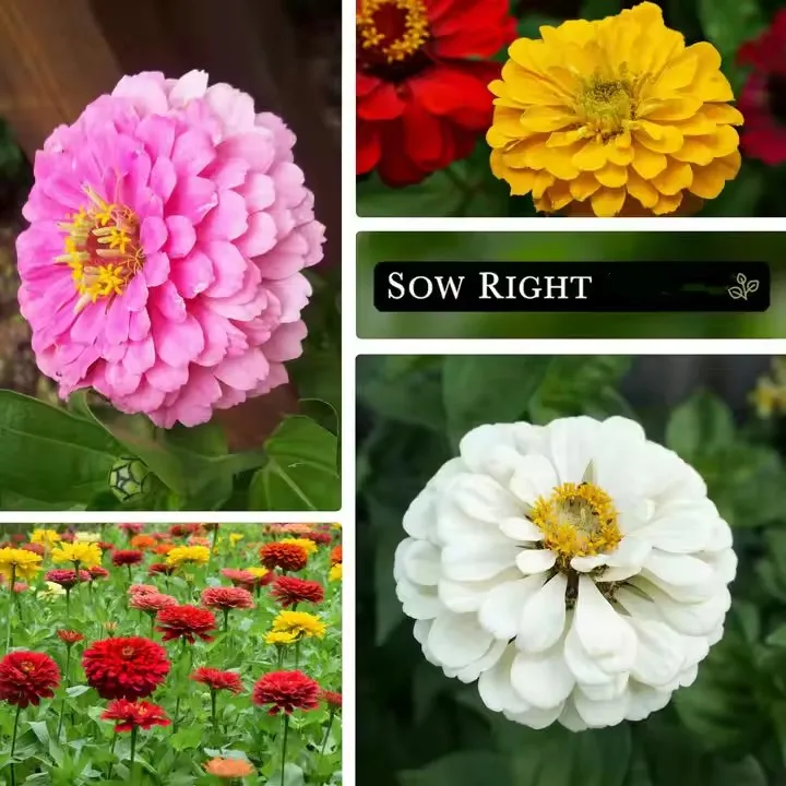 Grow Your Own Plant Kit Treasures Marigold Kit Flower Plantable For Garden Growing Kit