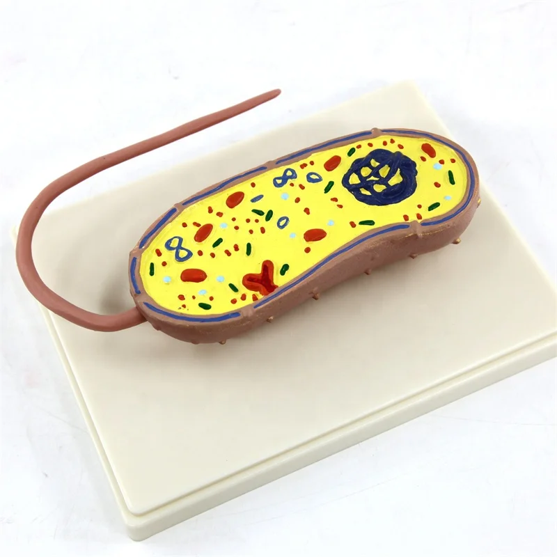 Animal model pathogenic bacteria model for teaching model