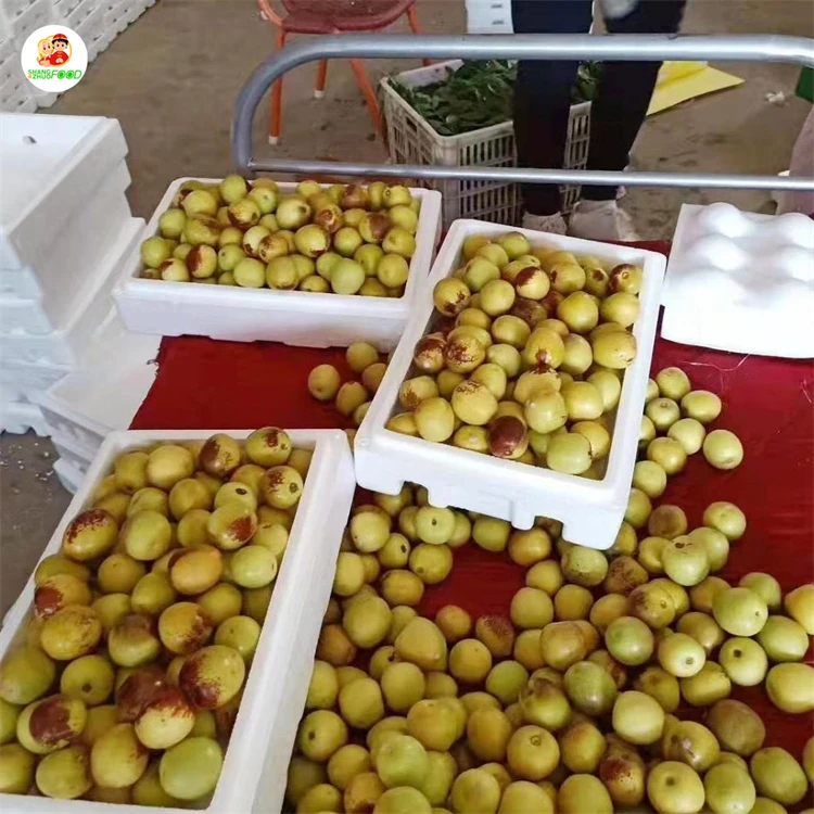 
Fresh winter jujube Hot-sale Fresh Jujube Winter Jujube with good price 