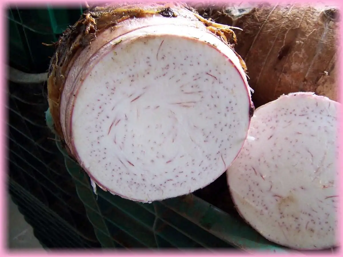 HOT HOT !!! FRESH TARO FROM VIETNAM WITH COMPETITIVE PRICE FOR SALE FOR WHOLESALER AND HIGH QUALITY FOR EXPORT