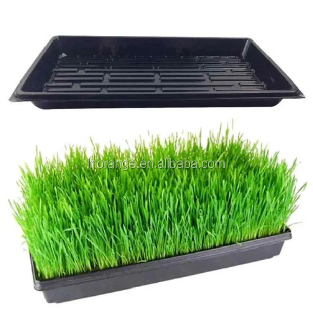 Automatic seeding tray vacuum forming machine seedling tray making machine/ Thermoforming Machine