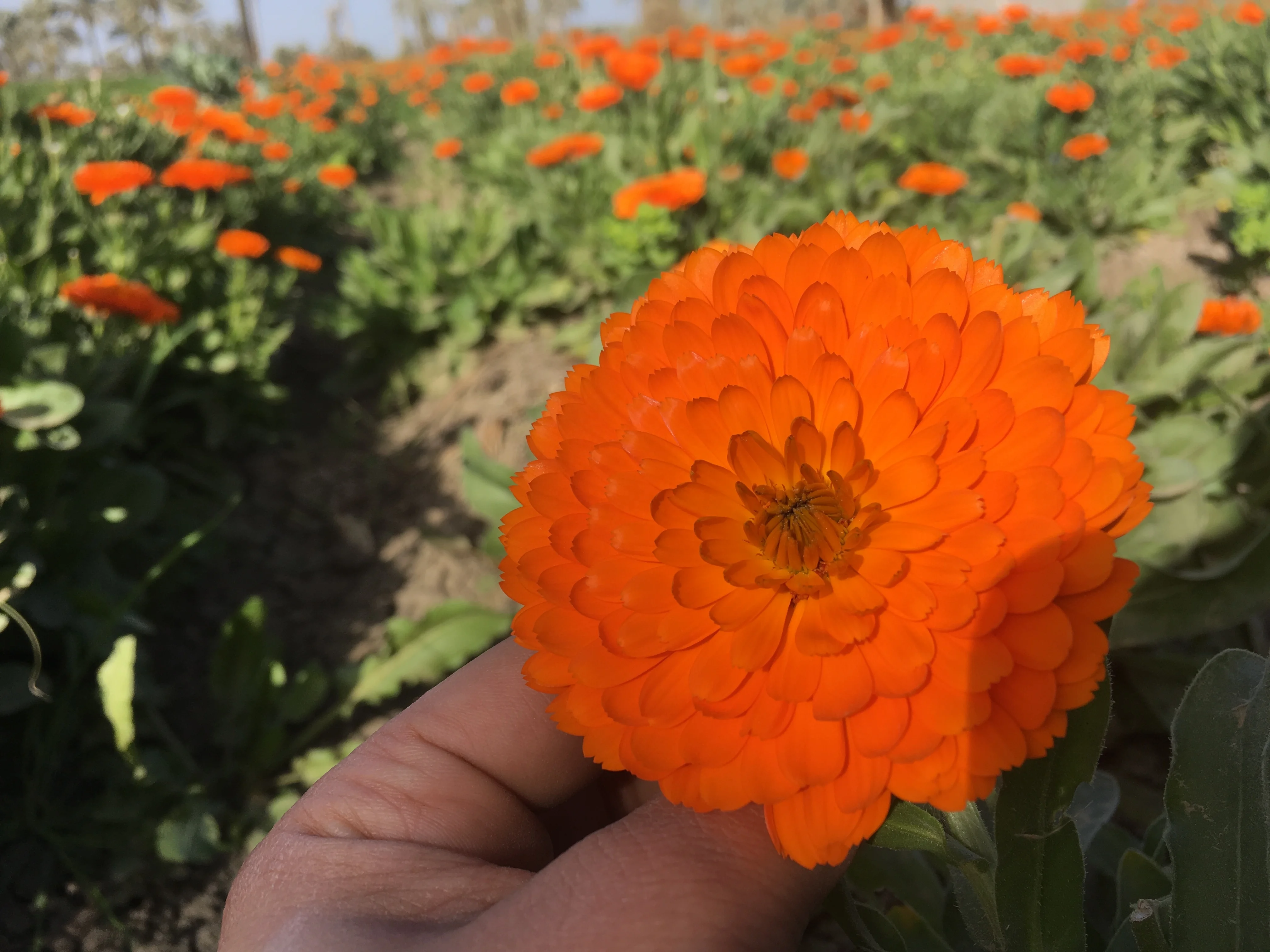 calendula flowers marigold flowers orange color no empty involucre rich petals high quality no stem no impurities no admixture
