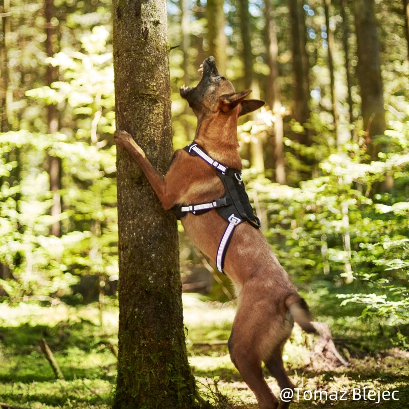 Truelove Tactical Dog Harness Vest Reflective Adjustable No Pull Training Harness for Large Dogs Custom Logo Available