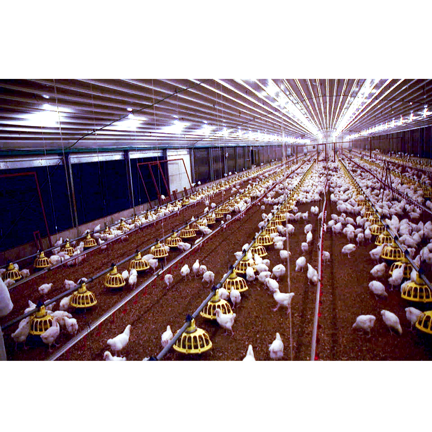 Сборные стальные конструкции бройлеров разведение птицефабрика сарай дома дизайн