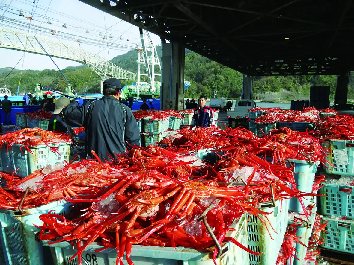 Свежее и вкусное японское мясо-краб jumbo