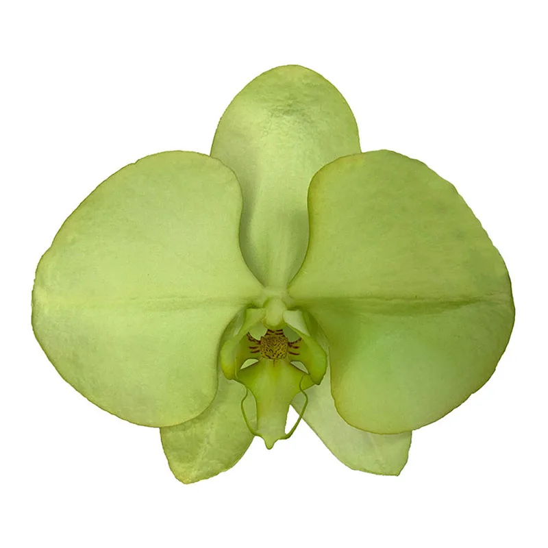 2021 New Listing Hot-selling Wishing Green Phalaenopsis Fresh Cut Flowers